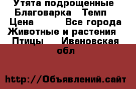 Утята подрощенные “Благоварка“,“Темп“ › Цена ­ 100 - Все города Животные и растения » Птицы   . Ивановская обл.